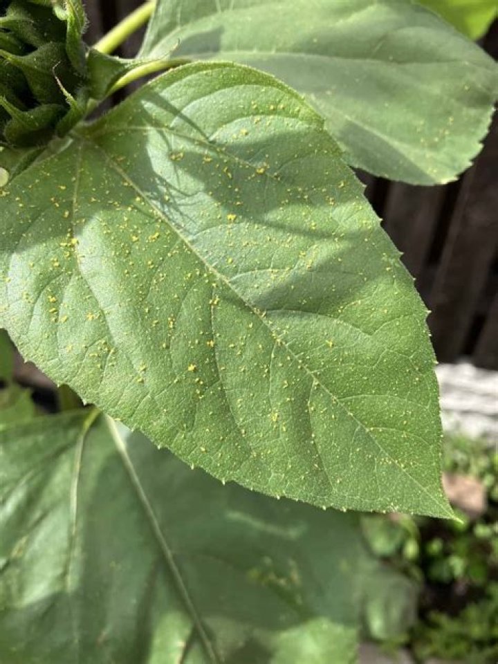 Are sunflower leaves poisonous