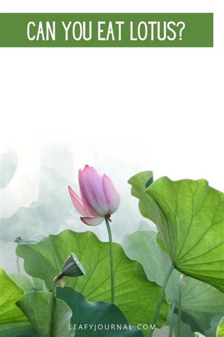 Can you eat a lotus flower