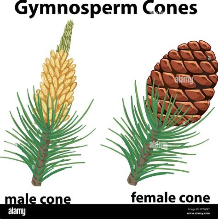 Do all conifers have cones