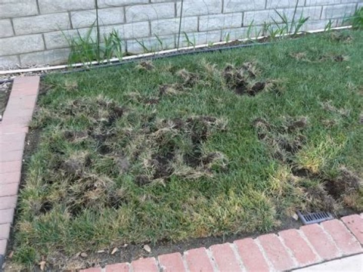 Do opossums dig for grubs
