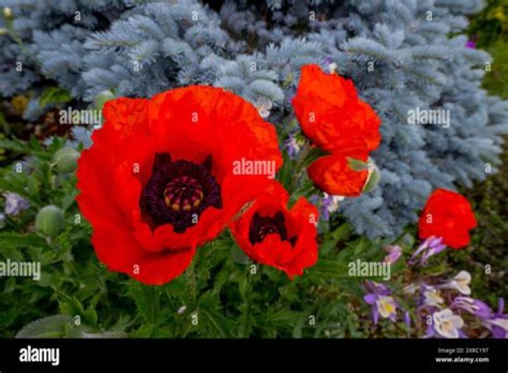 Do Oriental poppies multiply