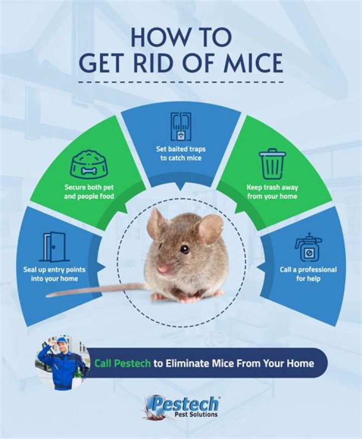 How do you kill mice fast