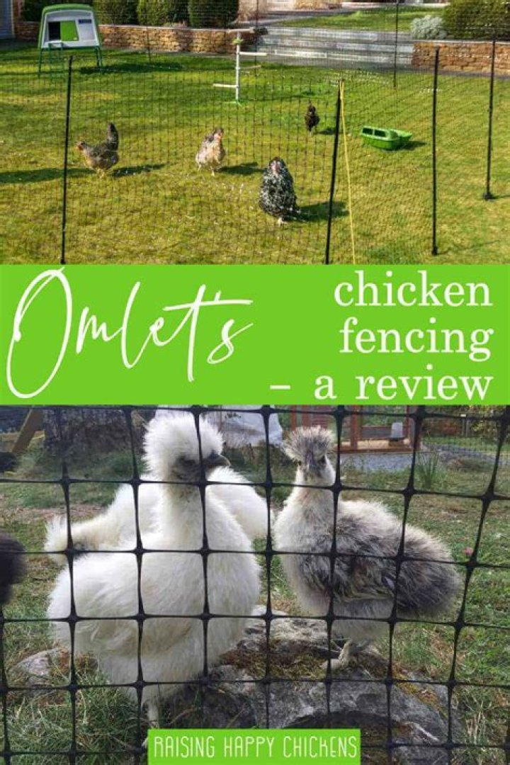 How high does a chicken fence need to be