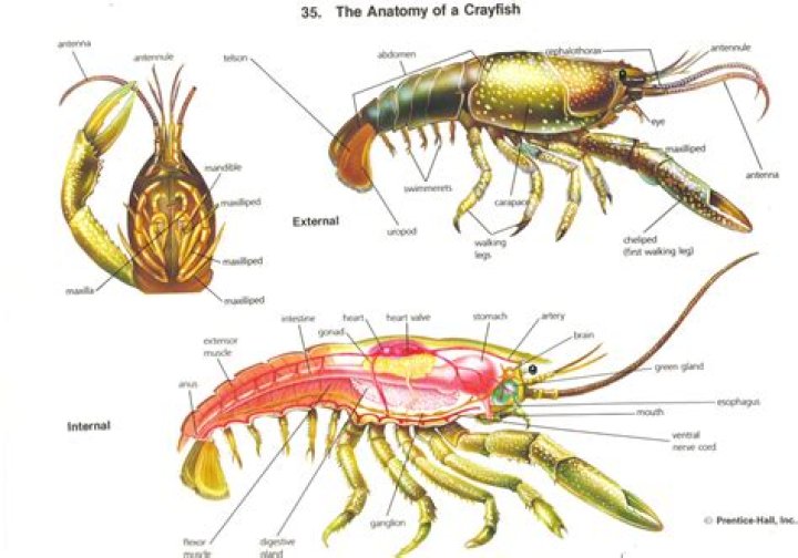 How many Swimmerets Do crayfish have