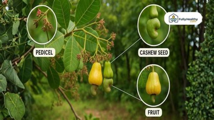 Is a cashew a seed or a nut