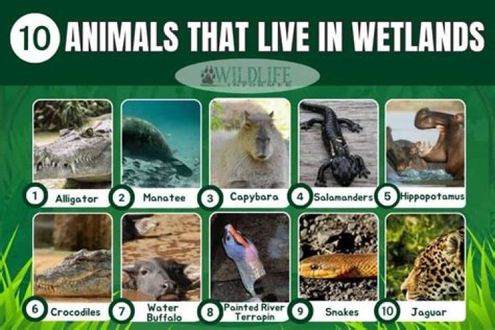 What animals live in the wetlands