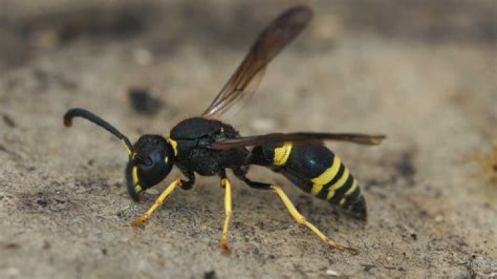 What are black bugs that look like wasps