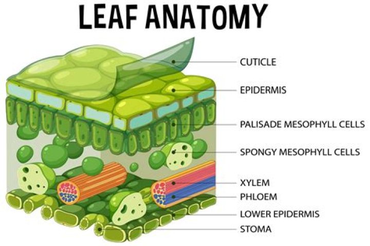 What are the external and internal structure of a leaf