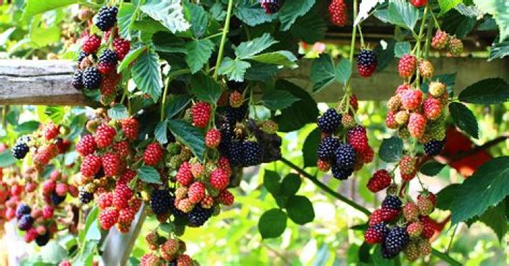What berries grow on a vine