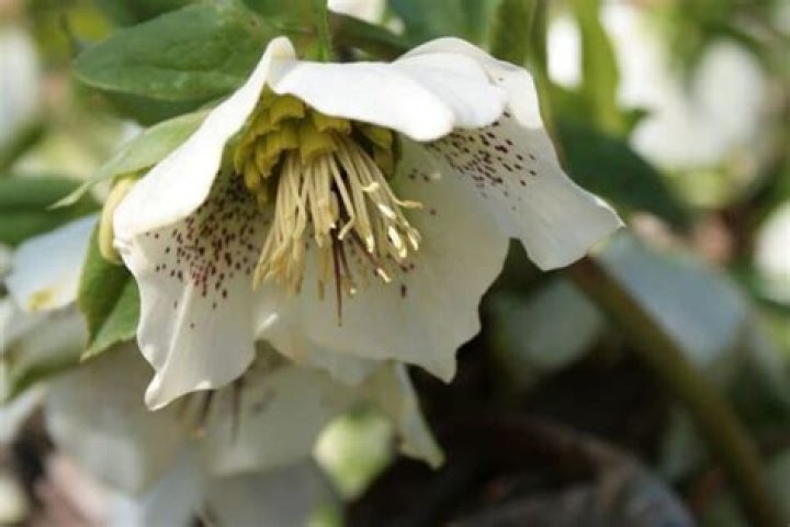 What do hellebores symbolize