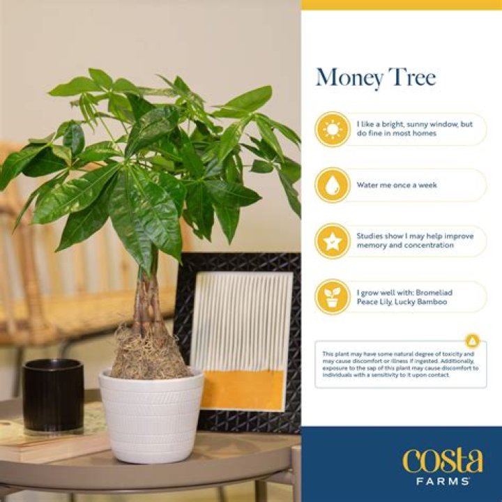 What does money tree on an invitation mean