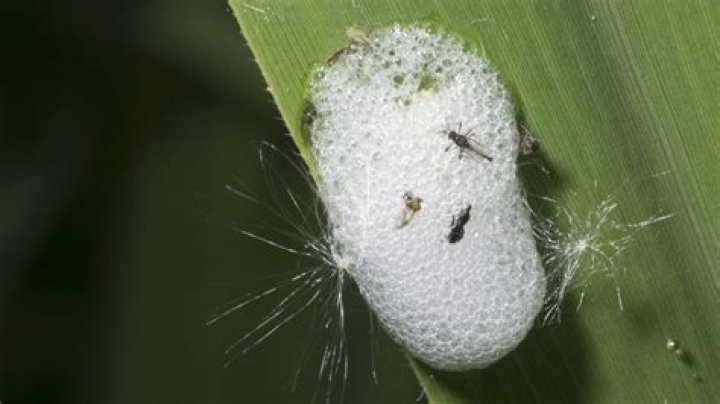 What insect lives in cuckoo spit