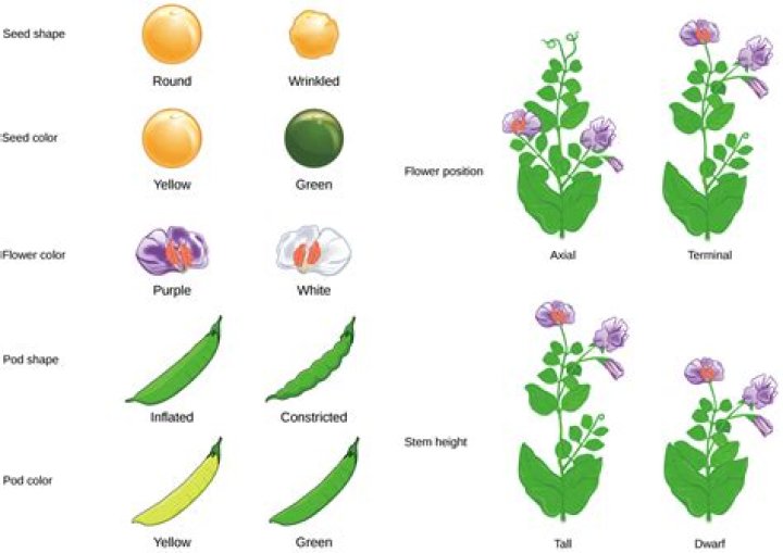 What is the genotype of a plant that produces green peas