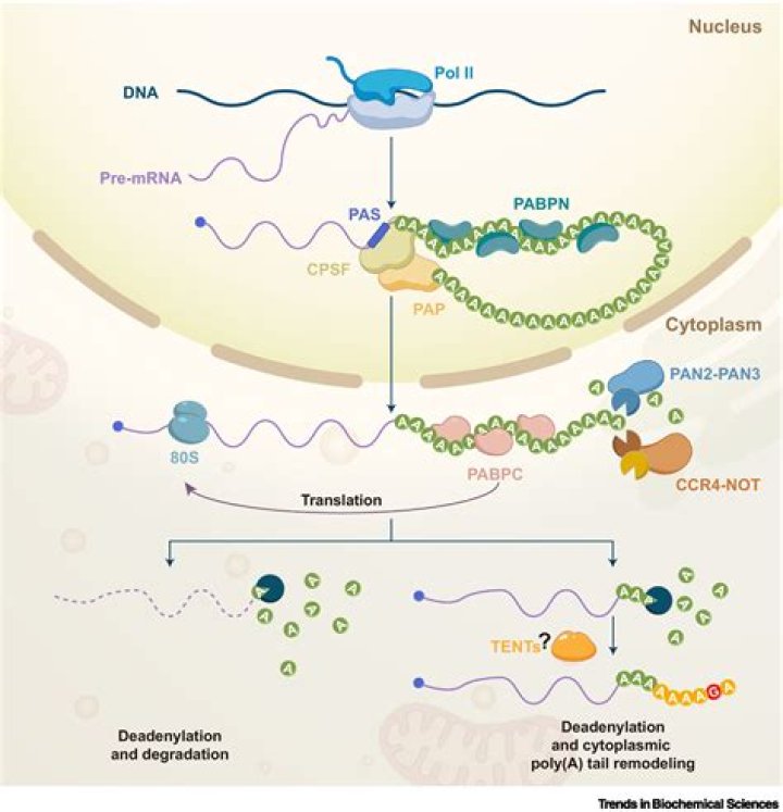 What purposes do capping and poly A tail addition serve for eukaryotic mRNAs