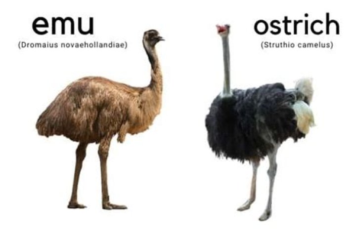 Which is bigger emu or ostrich