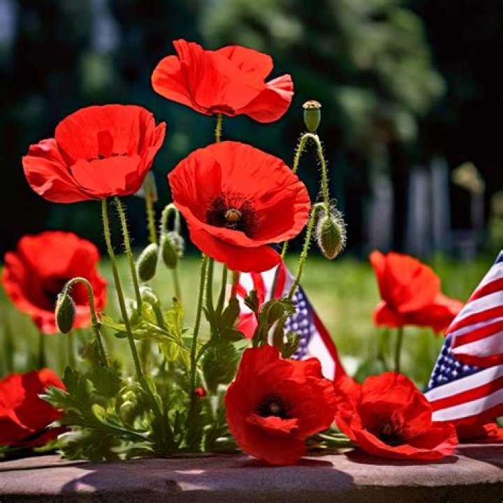 Who started the custom of wearing red poppies on Memorial Day