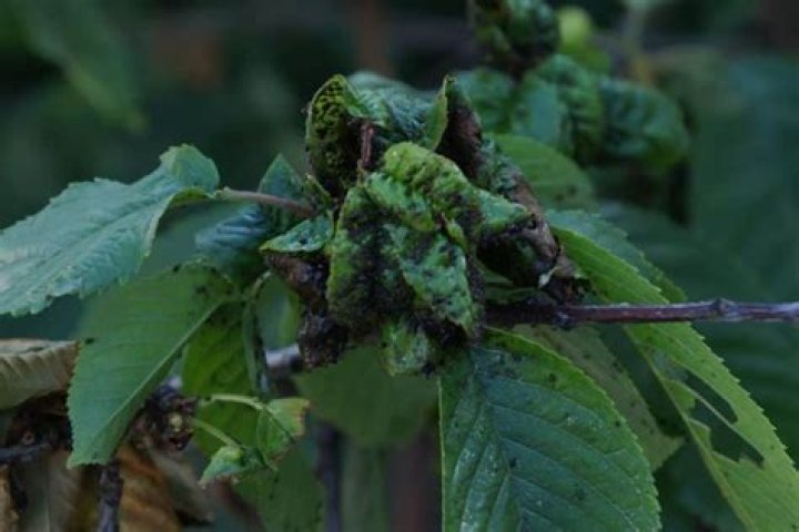 Why is my cherry tree dying